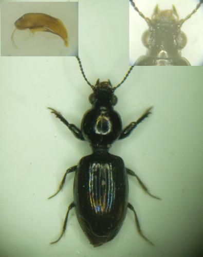 Réf. 195 980 : Dyschirius tristis