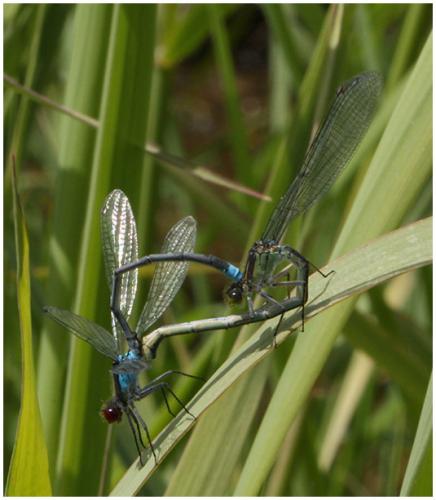 Réf. 195 275 : Erythromma najas
