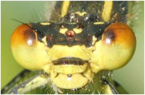 Erythromma najas