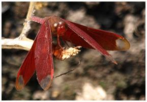 Réf. 195 757 : Neurothemis fulvia
