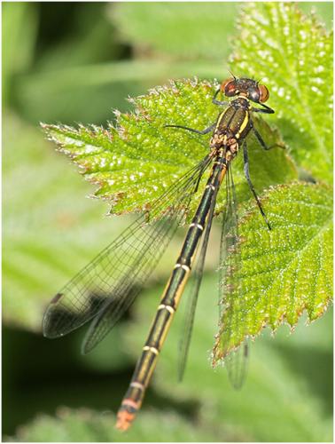 Pyrrhosoma nymphula