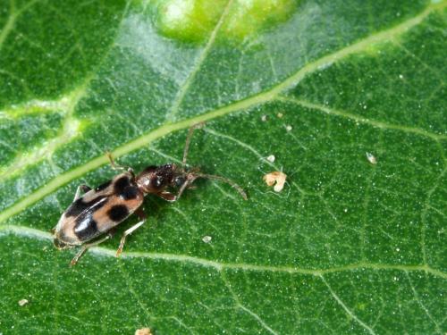 Notoxus brachycerus