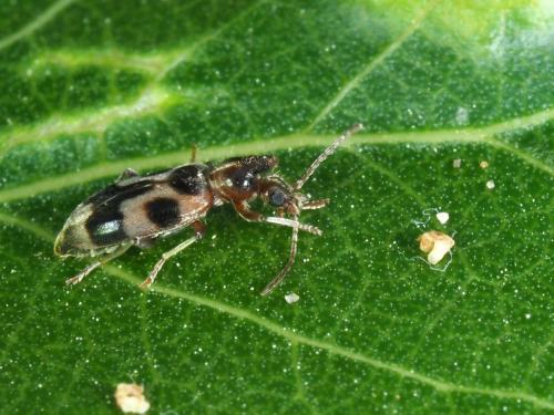 Notoxus brachycerus
