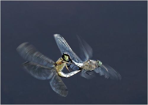 Orthetrum cancellatum