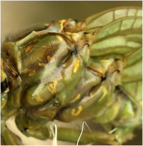 Onychogomphus forcipatus