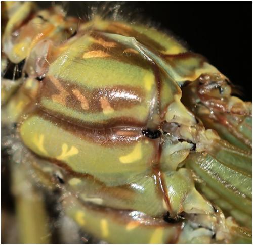 Onychogomphus uncatus