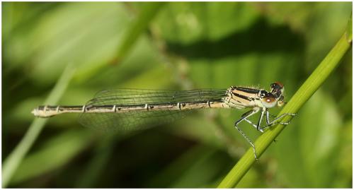 Erythromma lindenii