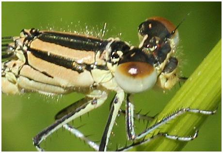 Erythromma lindenii