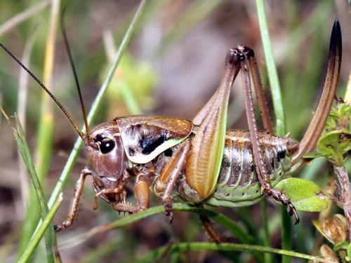 Anonconotus ghiliani