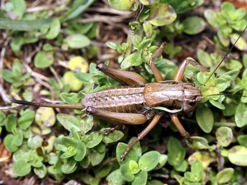 Anonconotus ghiliani