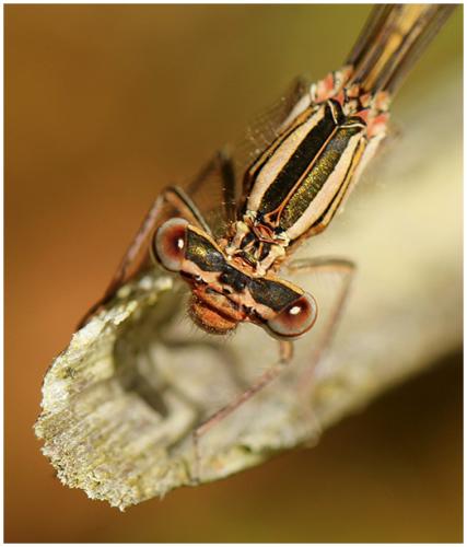 Platycnemis acutipennis