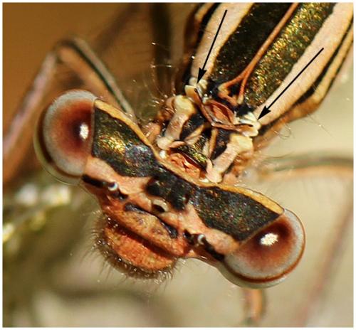 Platycnemis acutipennis