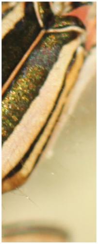 Réf. 195 502 : Platycnemis acutipennis