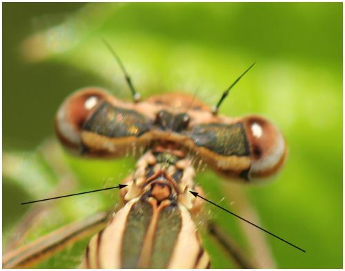 Réf. 195 504 : Platycnemis acutipennis
