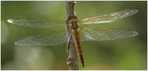 Pantala flavescens