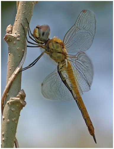 Pantala flavescens