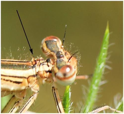Réf. 195 506 : Platycnemis acutipennis