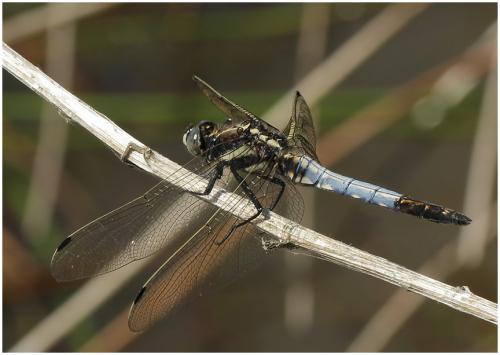 Réf. 195 479 : Orthetrum albistylum