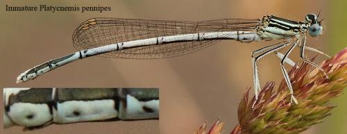 Platycnemis pennipes