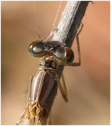 Enallagma cyathigerum