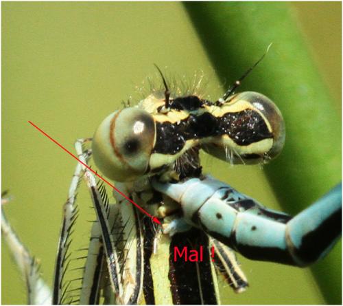 Platycnemis pennipes