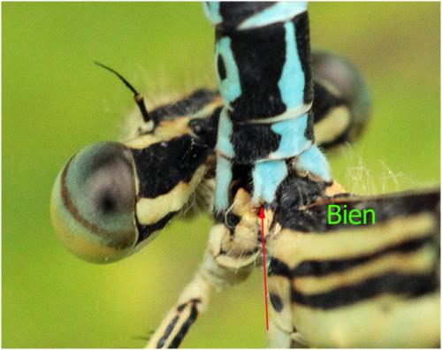 Platycnemis pennipes