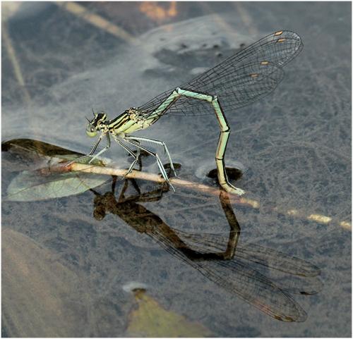 Platycnemis pennipes