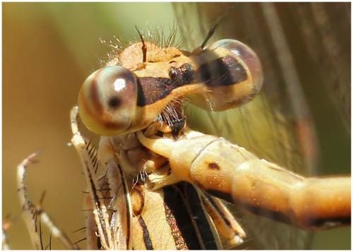 Platycnemis acutipennis