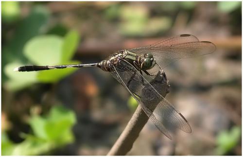 Orthetrum sabina