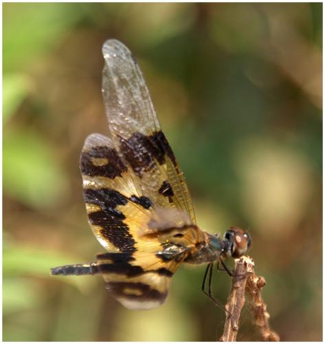 Rhyothemis variegata