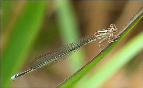 Pseudagrion sp.