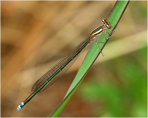 Pseudagrion sp.
