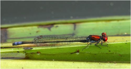 Pseudagrion massaicum