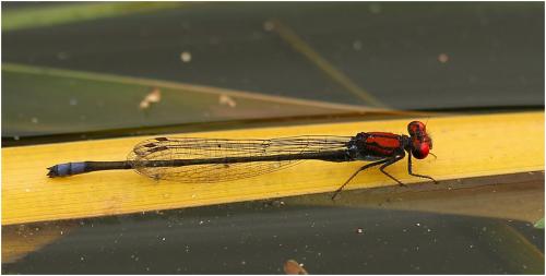 Pseudagrion massaicum
