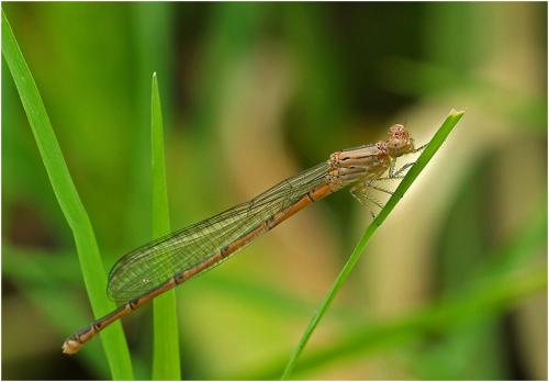 Pseudagrion massaicum