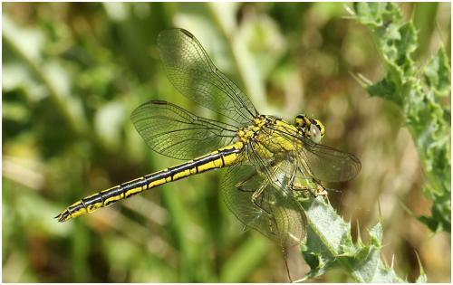 Réf. 195 490 : Gomphus pulchellus