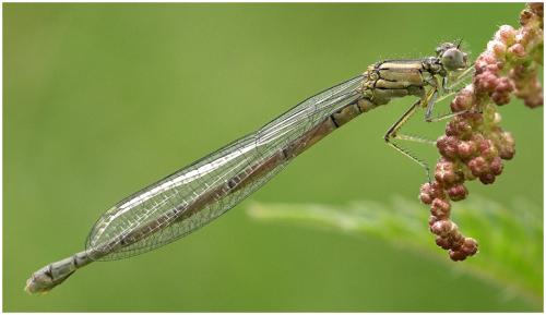 Erythromma lindenii