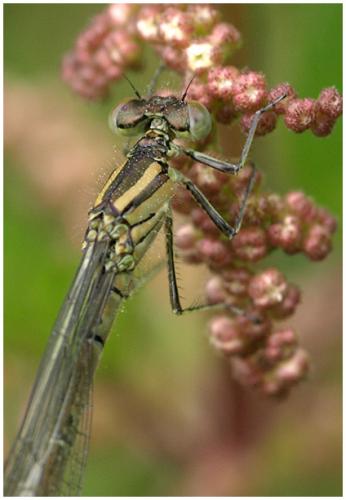 Erythromma lindenii