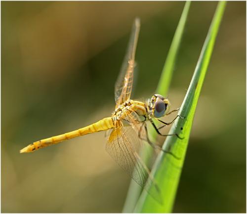 Réf. 195 435 : Sympetrum fonscolombii