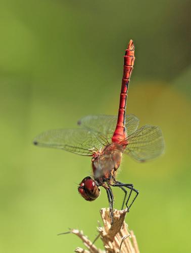 Réf. 195 572 : Sympetrum sanguineum