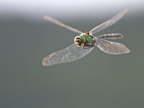 Réf. 195 003 : Somatochlora metallica