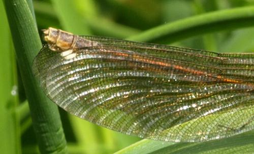 Réf. 195 669 : Calopteryx splendens