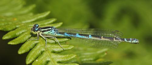 Réf. 195 085 : Coenagrion scitulum