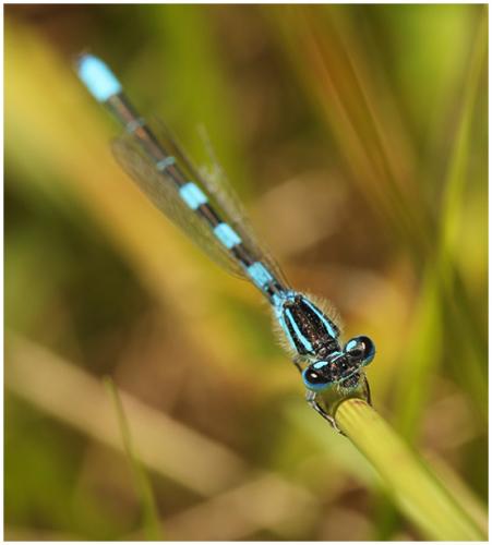 Réf. 195 086 : Coenagrion scitulum
