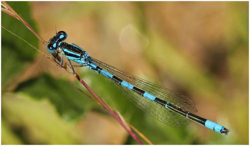 Réf. 195 087 : Coenagrion scitulum