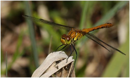 Réf. 195 278 : Sympetrum sanguineum