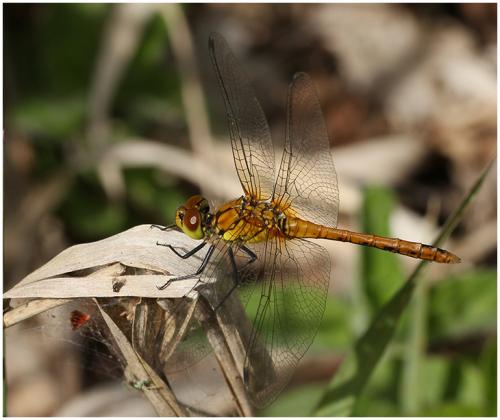 Réf. 195 279 : Sympetrum sanguineum