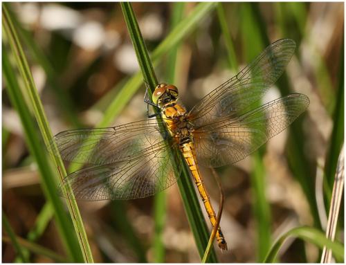 Sympetrum sanguineum