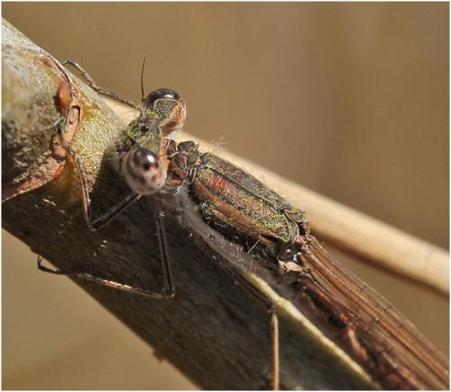 Sympecma fusca