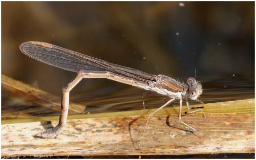 Sympecma fusca